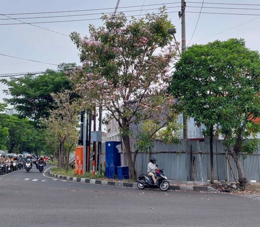 Detail Gambar Bunga Sakura Di Surabaya Nomer 53