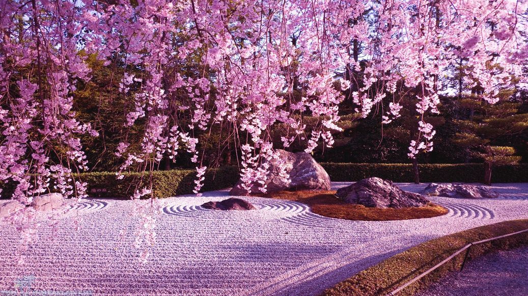 Detail Gambar Bunga Sakura Gerak Nomer 4