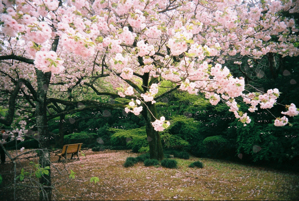 Detail Gambar Bunga Sakura Gerak Nomer 41