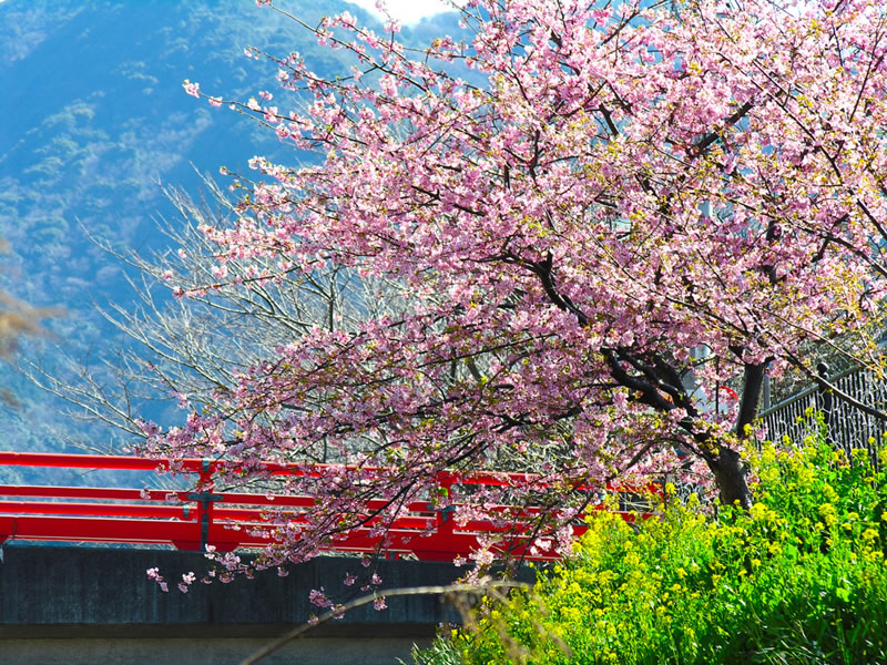 Detail Gambar Bunga Sakura Gerak Nomer 55