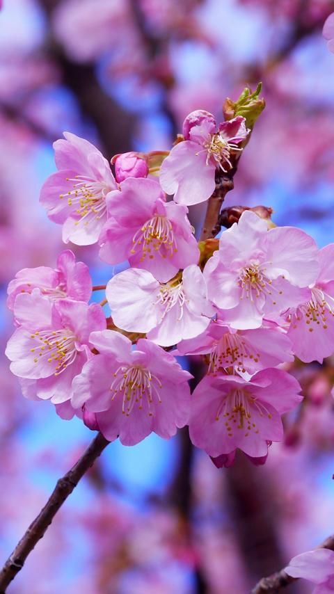 Detail Gambar Bunga Sakura Gerak Nomer 8