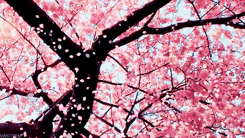 Detail Gambar Bunga Sakura Gif Nomer 26