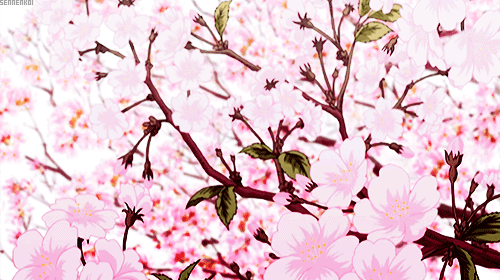 Detail Gambar Bunga Sakura Gif Nomer 53