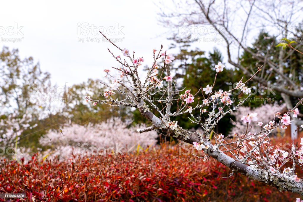 Detail Gambar Bunga Sakura Gugur Nomer 25
