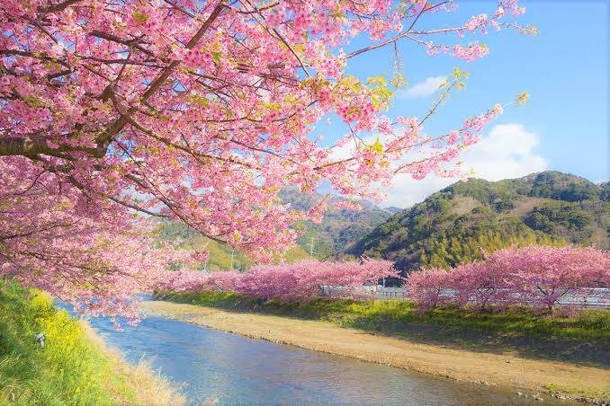 Detail Gambar Bunga Sakura Gugur Nomer 5