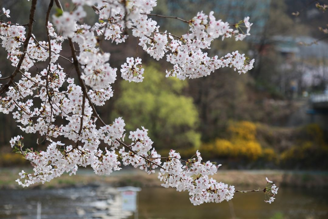 Detail Gambar Bunga Sakura Hidup Nomer 10