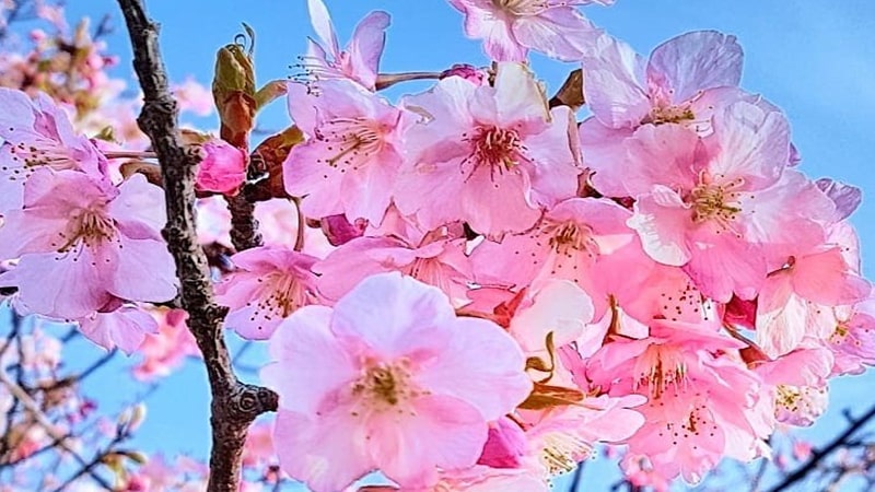 Detail Gambar Bunga Sakura Hidup Nomer 15