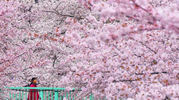 Detail Gambar Bunga Sakura Hidup Nomer 20
