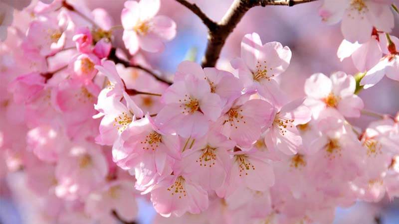 Detail Gambar Bunga Sakura Hidup Nomer 27