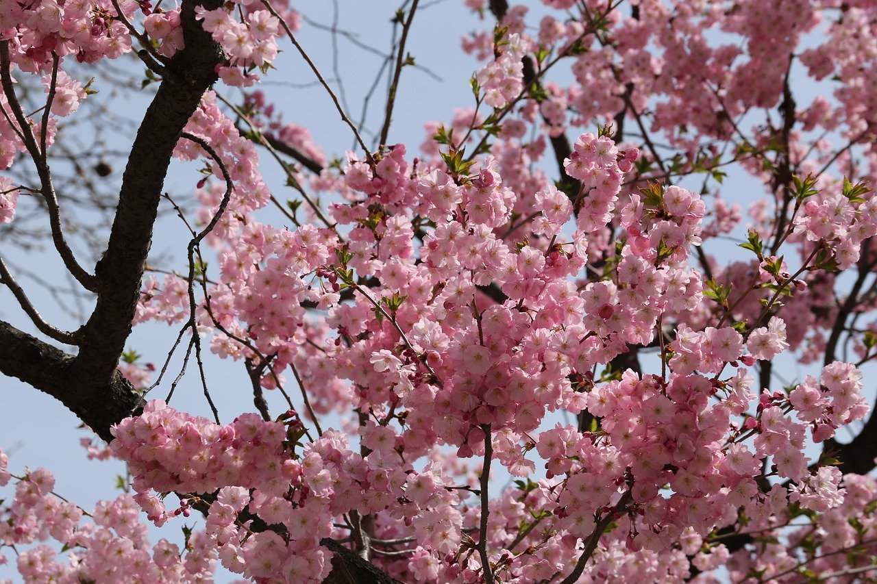 Detail Gambar Bunga Sakura Hidup Nomer 28
