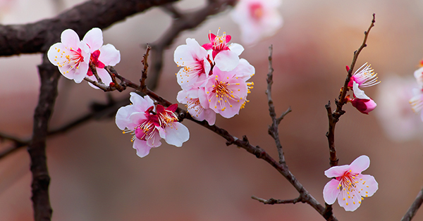 Detail Gambar Bunga Sakura Hidup Nomer 35