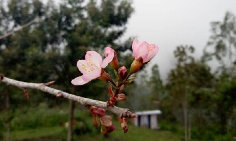 Detail Gambar Bunga Sakura Hidup Nomer 37