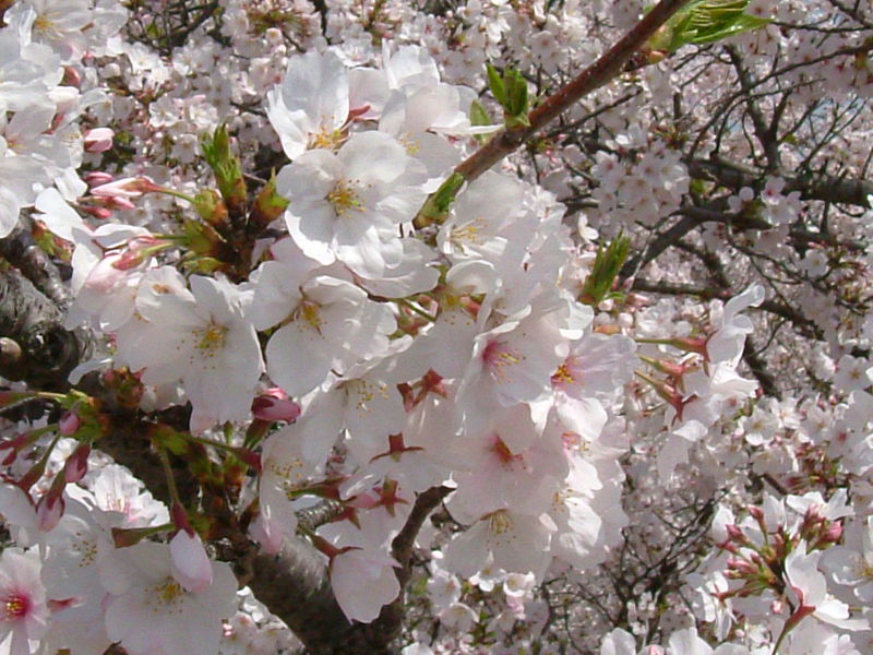 Detail Gambar Bunga Sakura Hidup Nomer 39