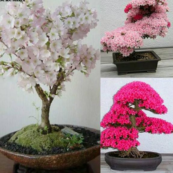 Detail Gambar Bunga Sakura Hidup Nomer 56