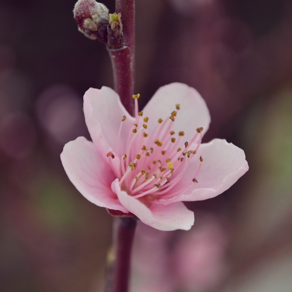 Detail Gambar Bunga Sakura Hidup Nomer 7