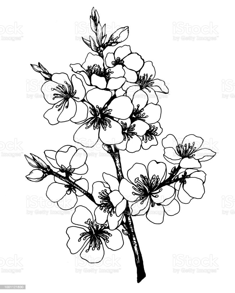 Detail Gambar Bunga Sakura Hitam Putih Nomer 40