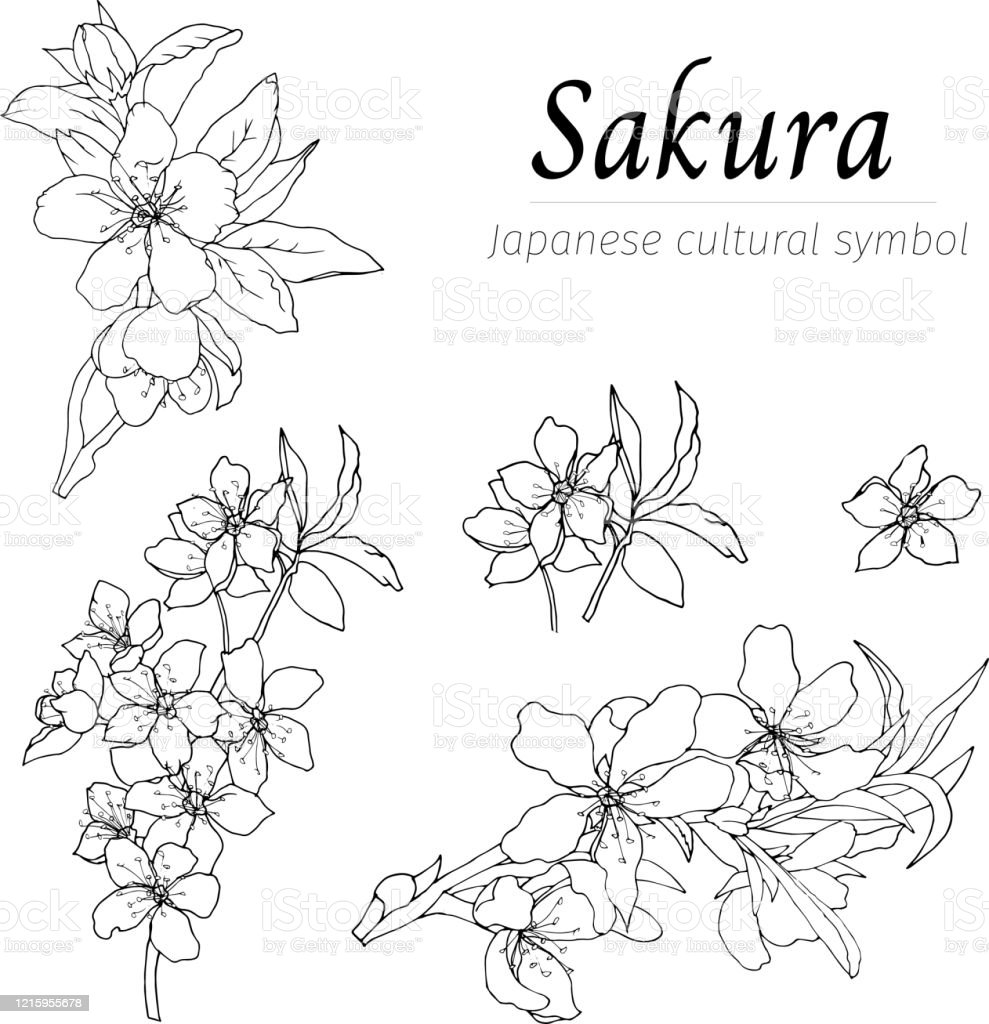 Detail Gambar Bunga Sakura Hitam Putih Nomer 45