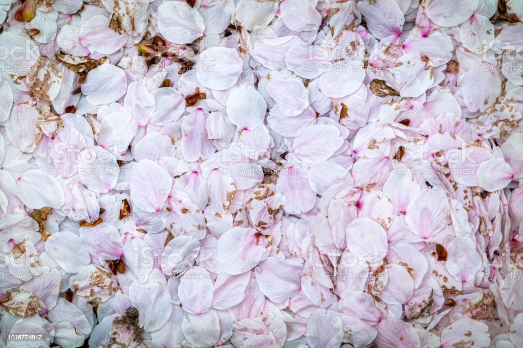 Detail Gambar Bunga Sakura Jatuh Nomer 14