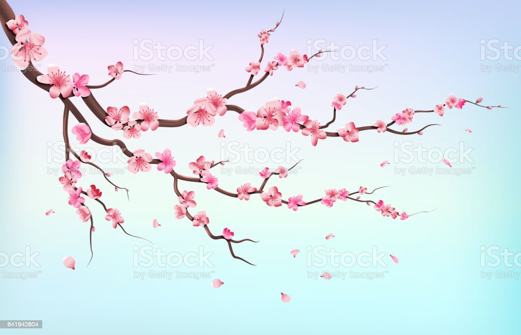 Detail Gambar Bunga Sakura Jatuh Nomer 20