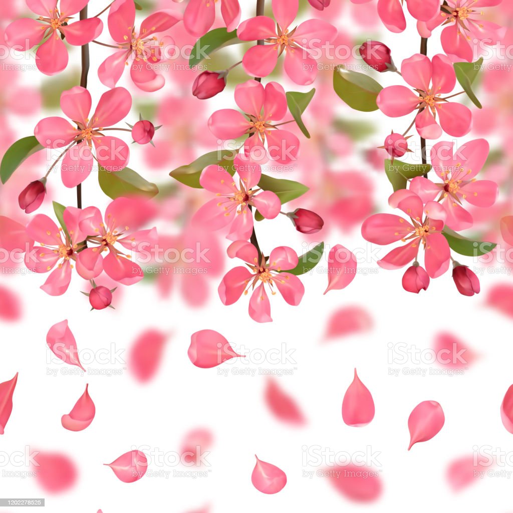 Detail Gambar Bunga Sakura Jatuh Nomer 21