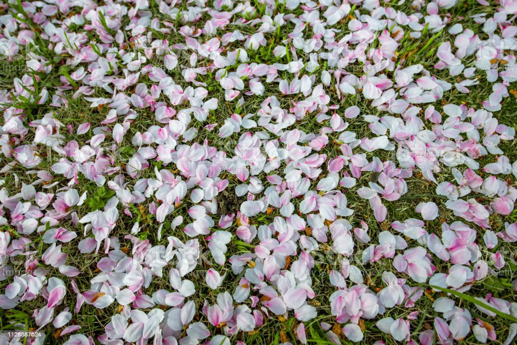 Detail Gambar Bunga Sakura Jatuh Nomer 5