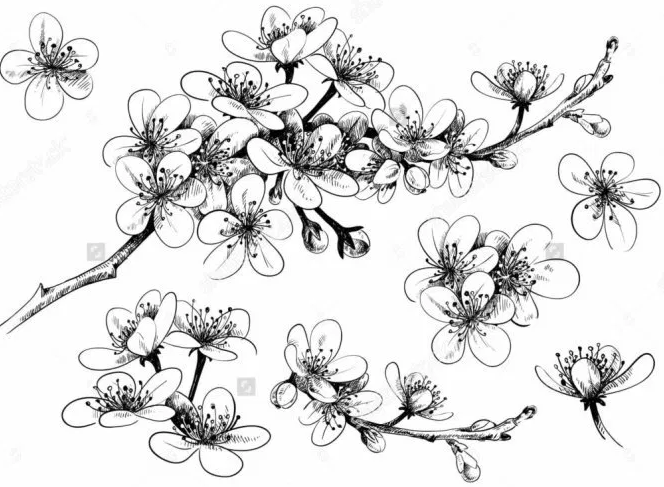Detail Gambar Bunga Sakura Kartun Hitam Putih Nomer 38