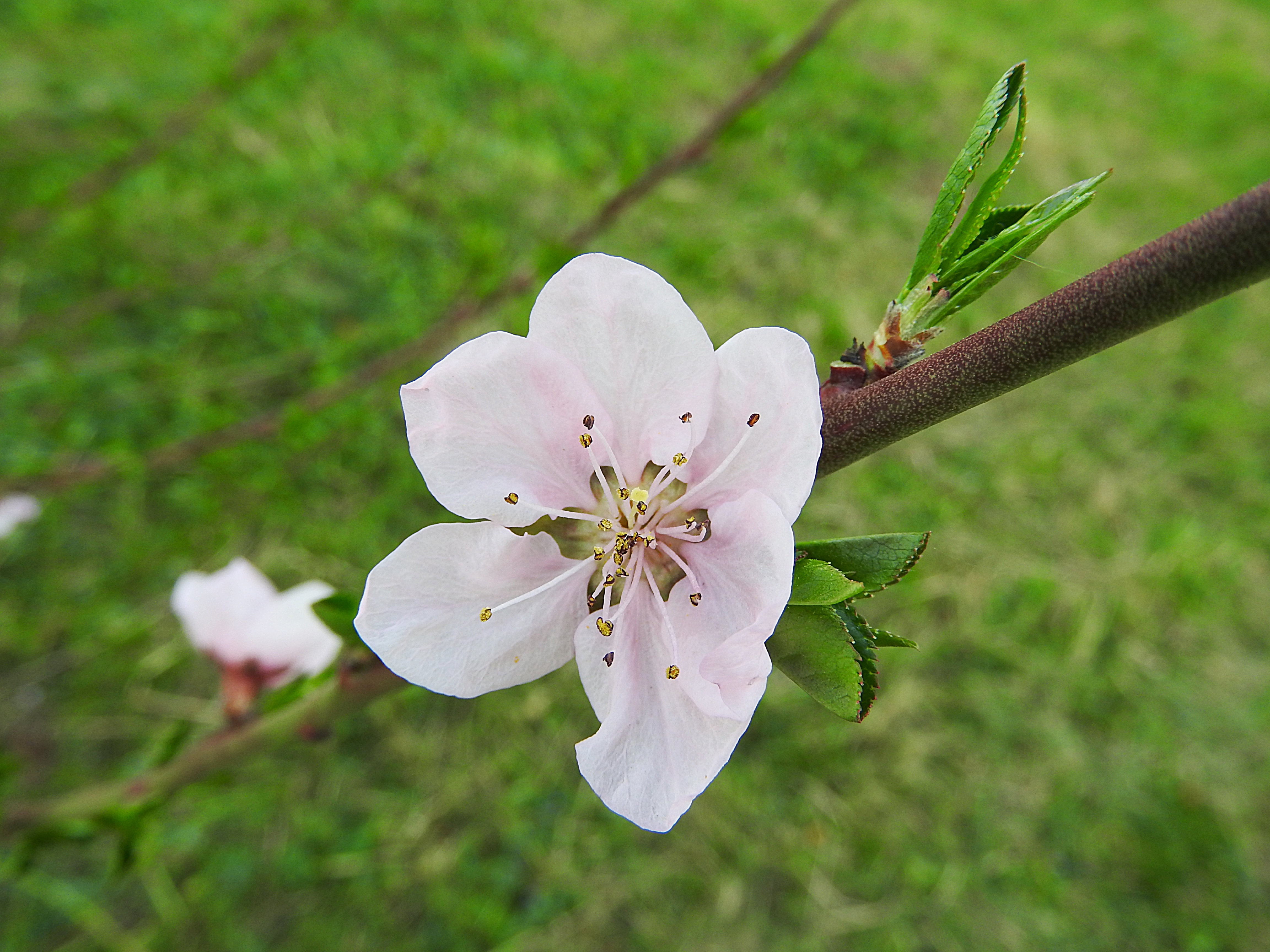 Detail Gambar Bunga Sakura Keren Nomer 45