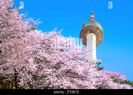 Detail Gambar Bunga Sakura Korea Nomer 12