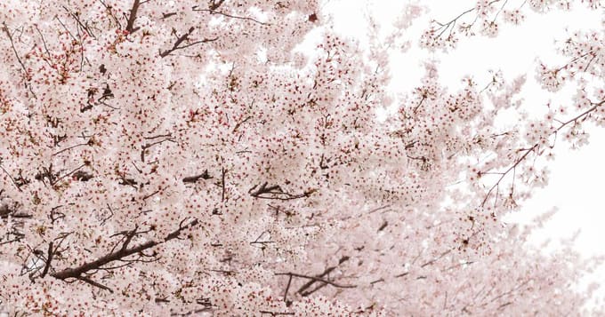 Detail Gambar Bunga Sakura Korea Nomer 41