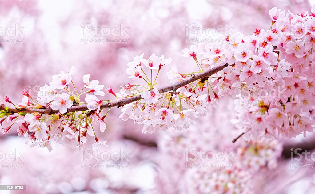 Detail Gambar Bunga Sakura Korea Nomer 43
