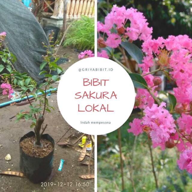 Detail Gambar Bunga Sakura Lokal Nomer 22