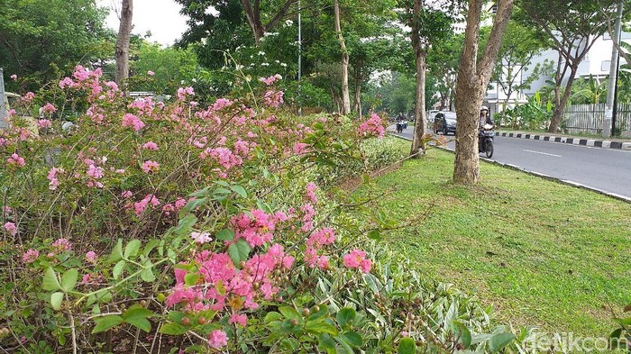 Detail Gambar Bunga Sakura Lokal Nomer 30