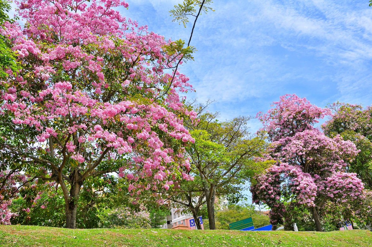 Detail Gambar Bunga Sakura Malaysia Nomer 12