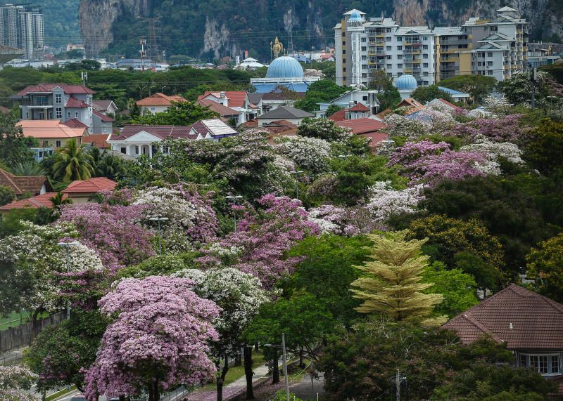 Detail Gambar Bunga Sakura Malaysia Nomer 26