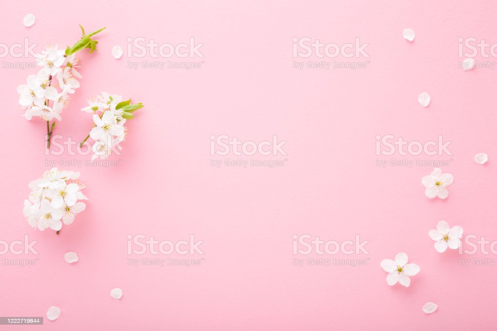 Detail Gambar Bunga Sakura Meja Nomer 34