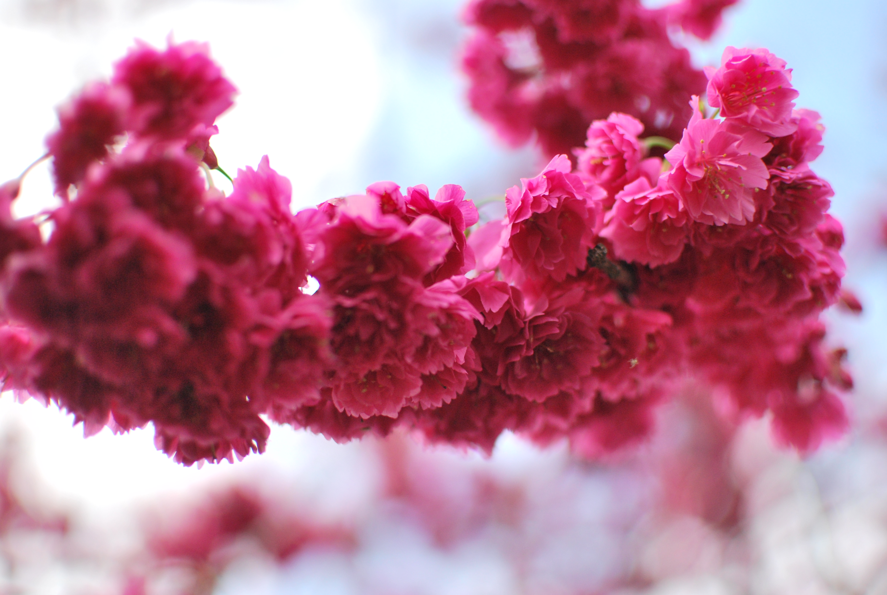 Detail Gambar Bunga Sakura Merah Nomer 27