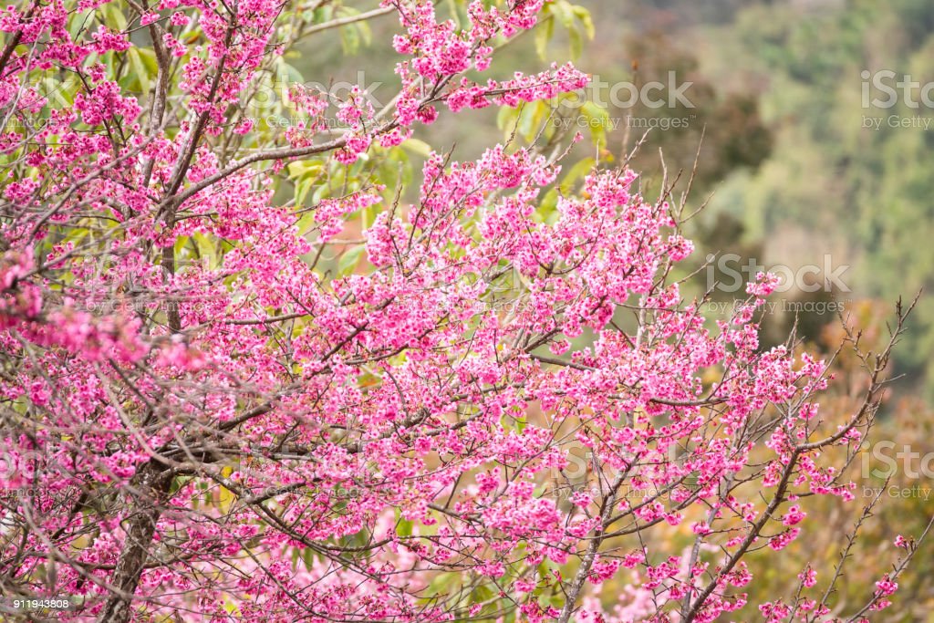 Detail Gambar Bunga Sakura Merah Nomer 34