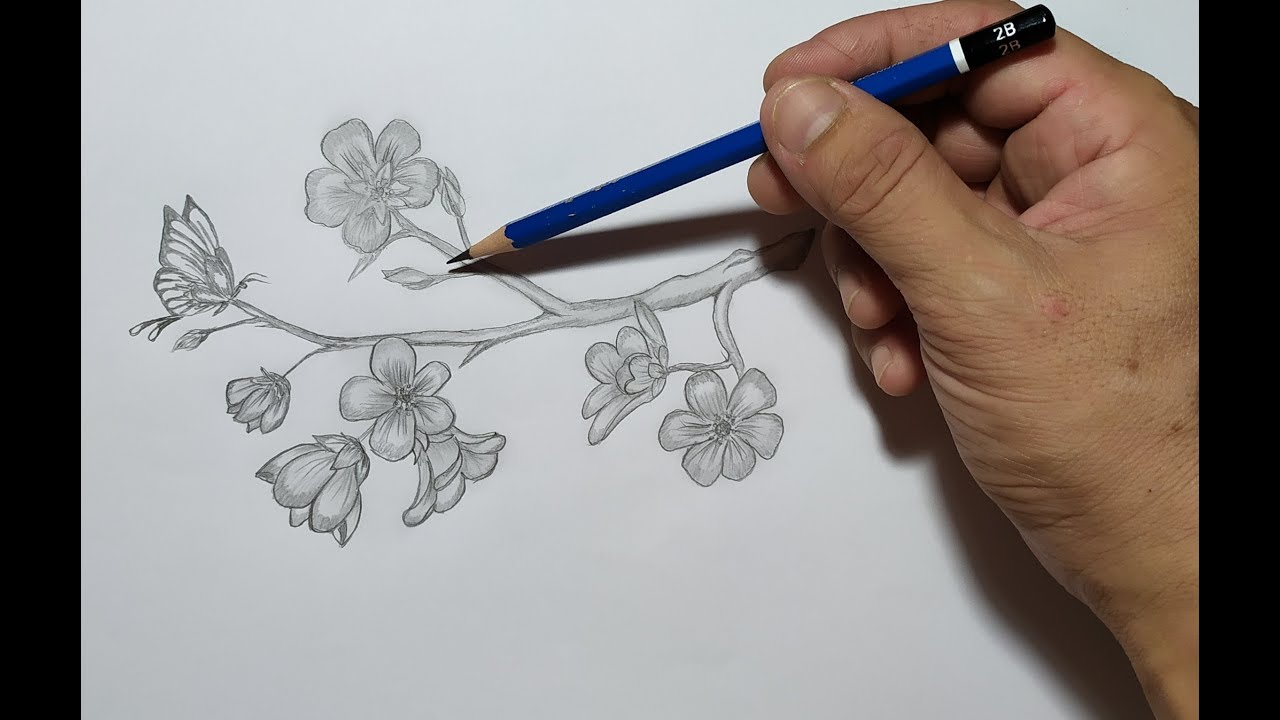 Detail Gambar Bunga Sakura Pakai Pensil Nomer 31