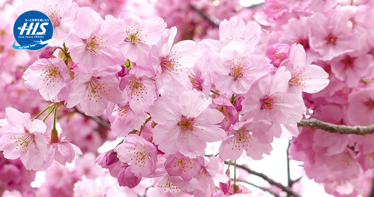 Detail Gambar Bunga Sakura Paling Cantik Nomer 18