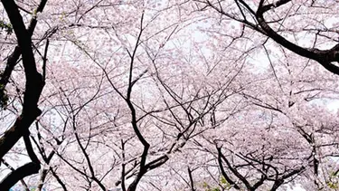 Detail Gambar Bunga Sakura Paling Cantik Nomer 27