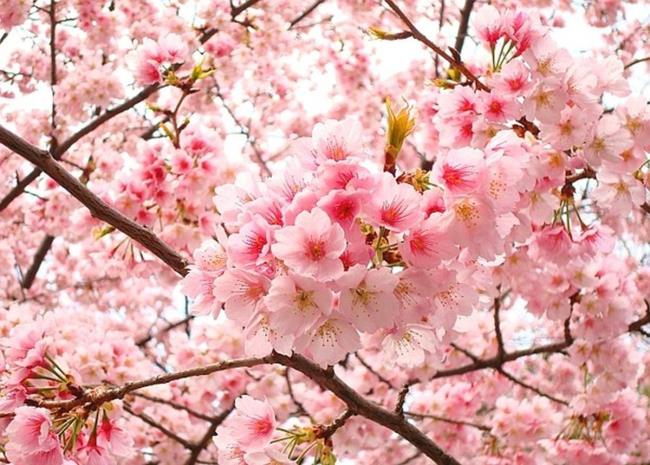 Detail Gambar Bunga Sakura Paling Cantik Nomer 33