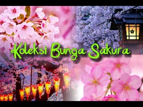 Detail Gambar Bunga Sakura Paling Cantik Nomer 43