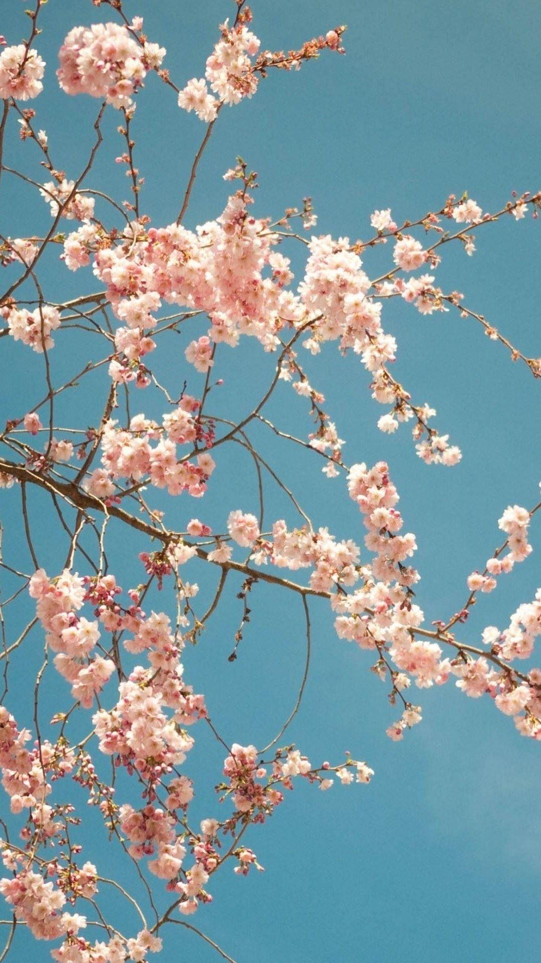 Detail Gambar Bunga Sakura Paling Cantik Nomer 52