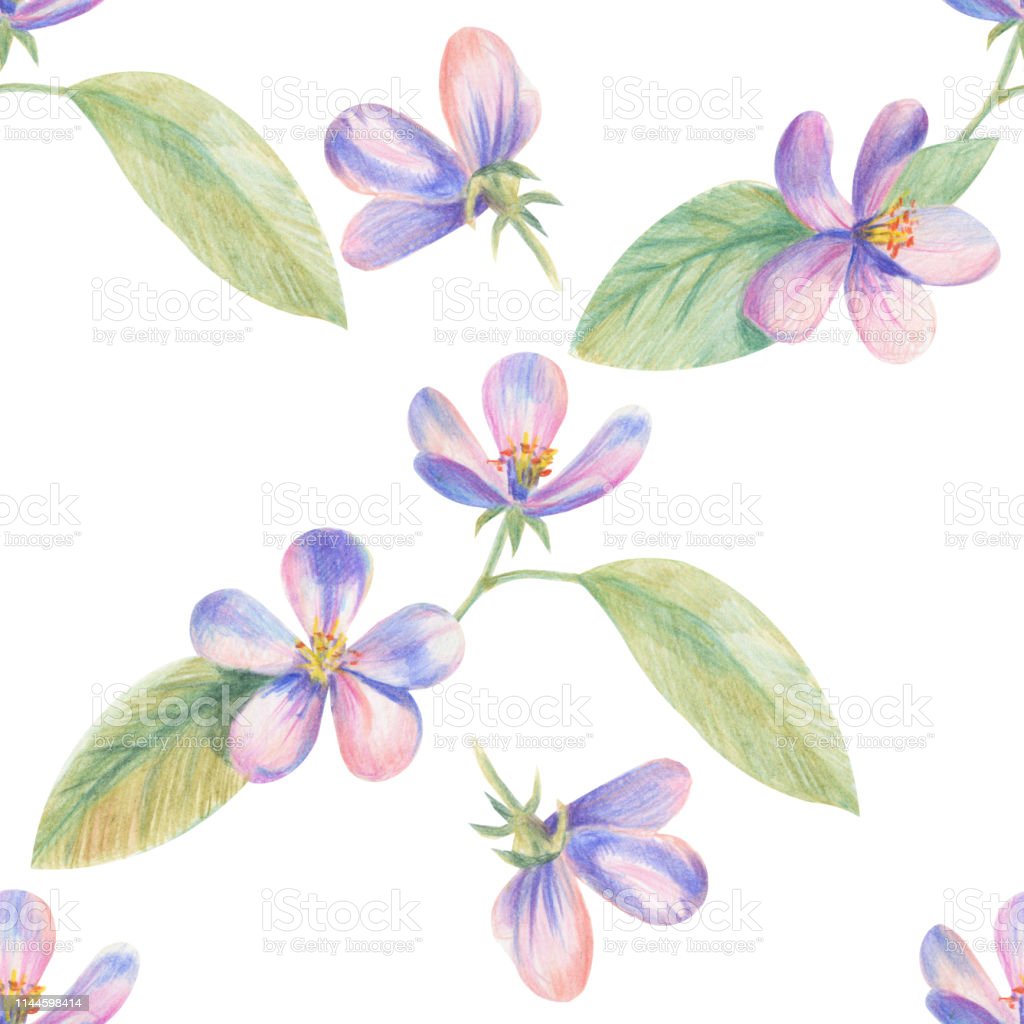 Detail Gambar Bunga Sakura Pensil Nomer 42