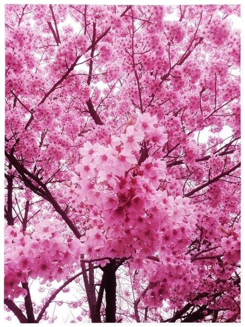 Detail Gambar Bunga Sakura Pinterest Nomer 13