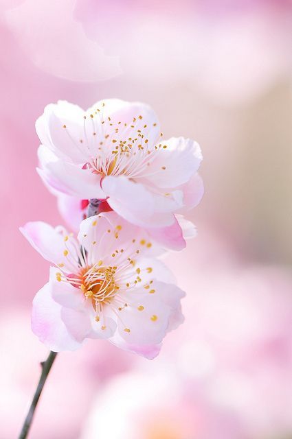 Detail Gambar Bunga Sakura Pinterest Nomer 5