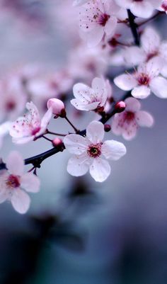 Detail Gambar Bunga Sakura Pinterest Nomer 6