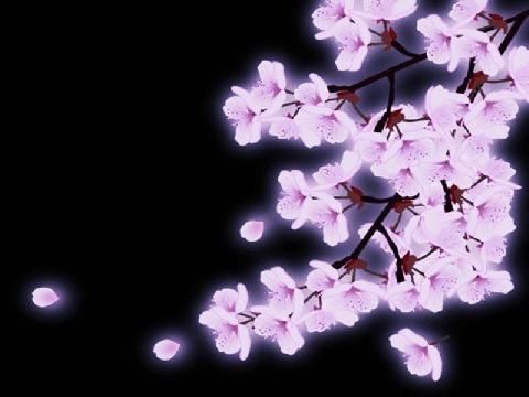 Detail Gambar Bunga Sakura Pinterest Nomer 49
