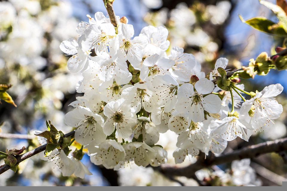 Detail Gambar Bunga Sakura Pixabay Nomer 15