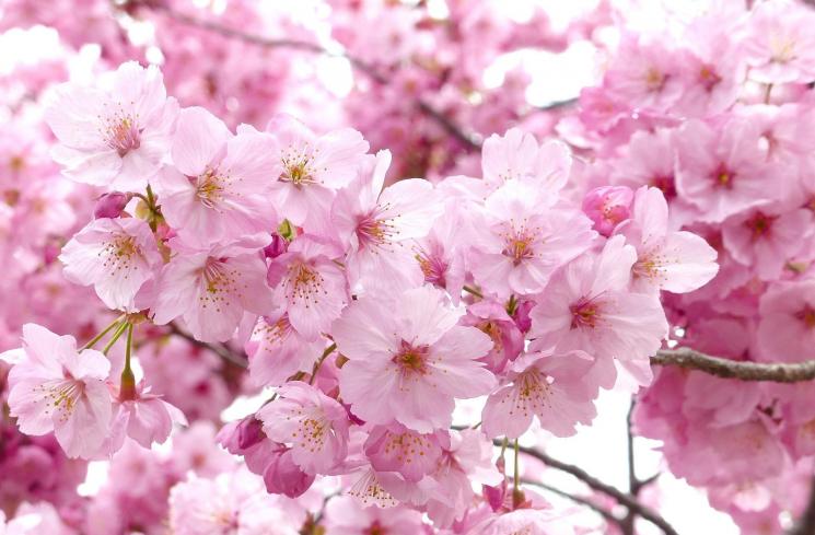 Detail Gambar Bunga Sakura Pixabay Nomer 30
